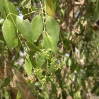Salvadora persica L.